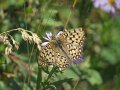 H (40) Silver-bordered Fritillary